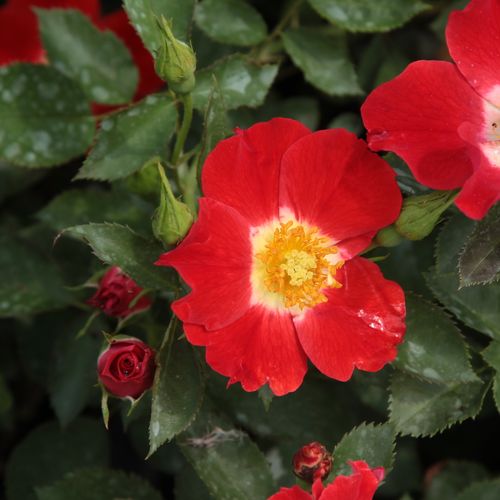Rosa  Eye Paint™ - bordová - bílá - Stromková růže s drobnými květy - stromková růže s keřovitým tvarem koruny